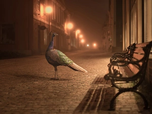 Street, Bench, peacock, evening