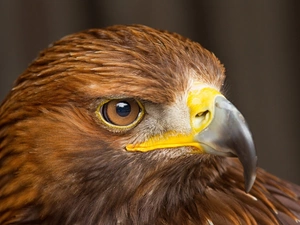 eye, eagle, nose