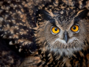 owl, Yellow, Eyes, Eurasian Eagle-Owl