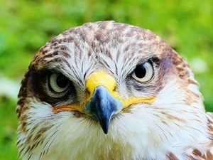 hawk, Sight, nose, Eyes