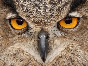 nose, eagle-owl, Eyes
