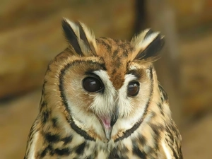 owl, Eyes, nose, eagle-owl