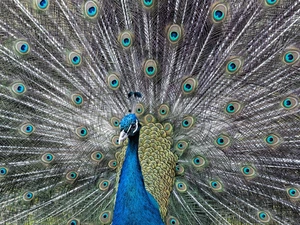 plumage, Bird, peacocks, Eyes, feather, peacock