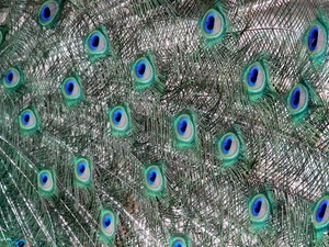 color, Eyes, tail, feather, pavonine