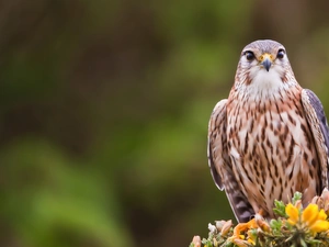 falcon, Flowers