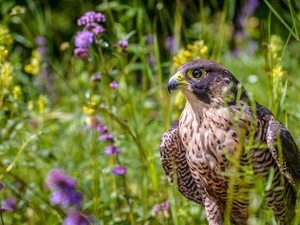 falcon, Flowers