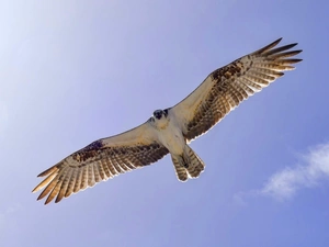 Sky, falcon, in the air