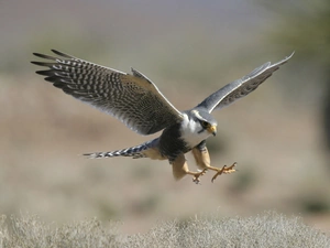 landing, wings, claws, falcon