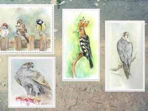 booby, drawings, sparrow, falcon, birds, hawk, tit