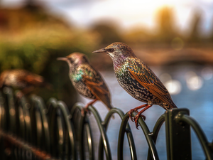Fance, birds, starling
