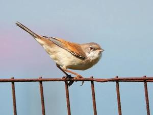 Fance, Bird, whitethroat