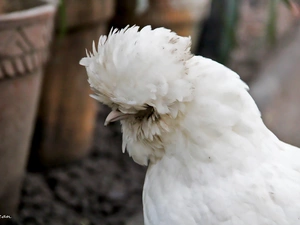 fancy, White, chicken