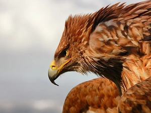 feather, eagle, Brown