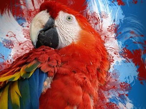 feather, parrot, color