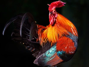 feather, rooster, color