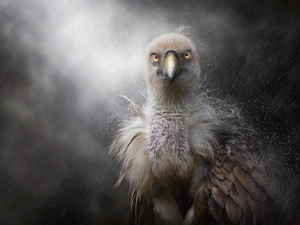 Drapieżnik, Bird, drops, feather, Rain, Griffon Vulture
