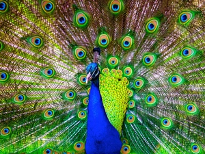 tail, feather, peacock, Outstretched, Bird