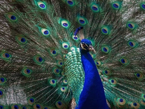 feather, Bird, peacock