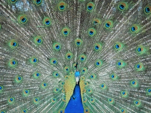 feather, blue, peacock