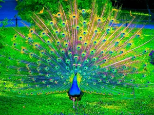 feather, color, peacock