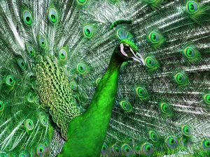 feather, Green, peacock