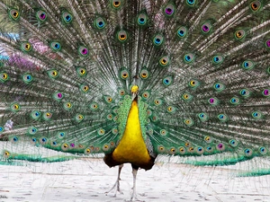 Eyes, feather, peacock, color, Yellow