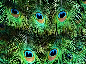 feather, background, peacocks