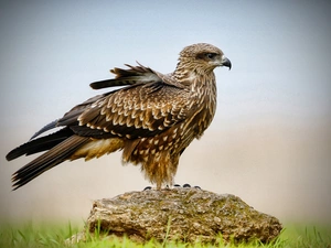 feather, buzzard, Stone