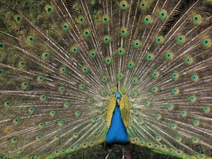 feather, peacock, tail