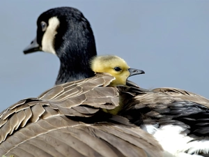 feather, geese, young
