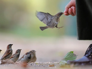 sparrows, by, human, fed