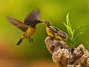 feeding, birds, flycatchers