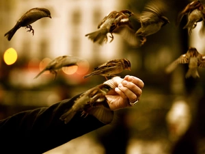 hand, feeding, Sparrows, hand, birds