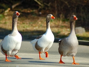 feet, geese, Orange