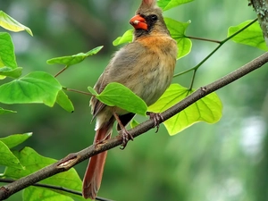 female, Bird, cardinal