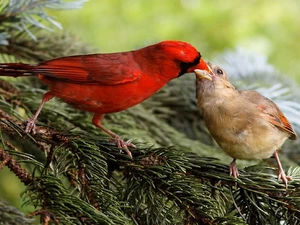 female, Cardinals, male