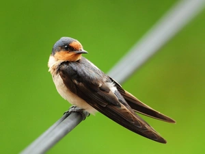 female, swallow, swallow