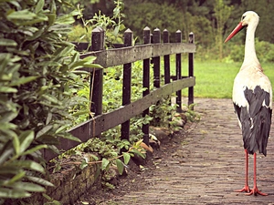stork, Pavement, Plants, fence