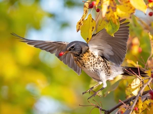 Bird, twig, blueberries, fieldfare