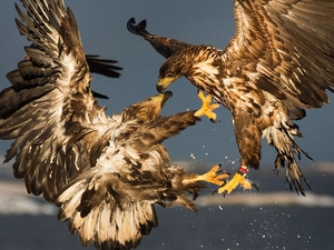 fighting, Golden Eagles