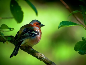 Bird, branch, Leaf, finch