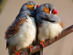 Two cars, Zebra Finch, twig, birds