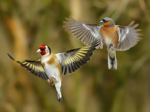 finch, flight, Birds on the log, goldfinch, Two cars