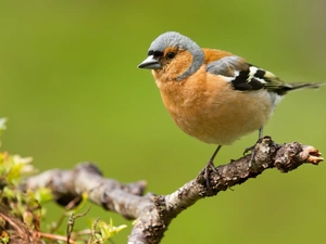 finch, birdies, twig