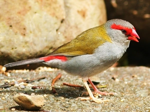 firetail Czerwonobrewy, pebbles