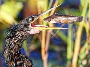 fish, Anhinga, American