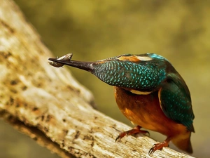 Fish, kingfisher, birdies