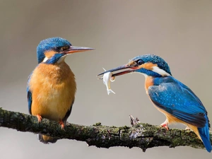 Fish, kingfishers, branch