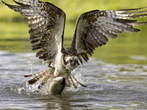 eagle, water, hunting, fish