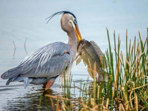 heron, grass, lake, Fish